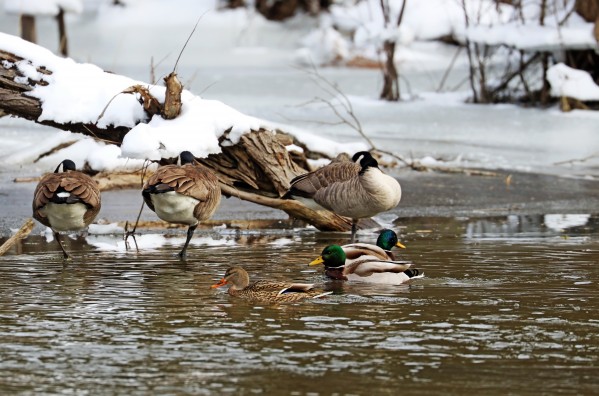 Three Plus Three by Deb Oppermann